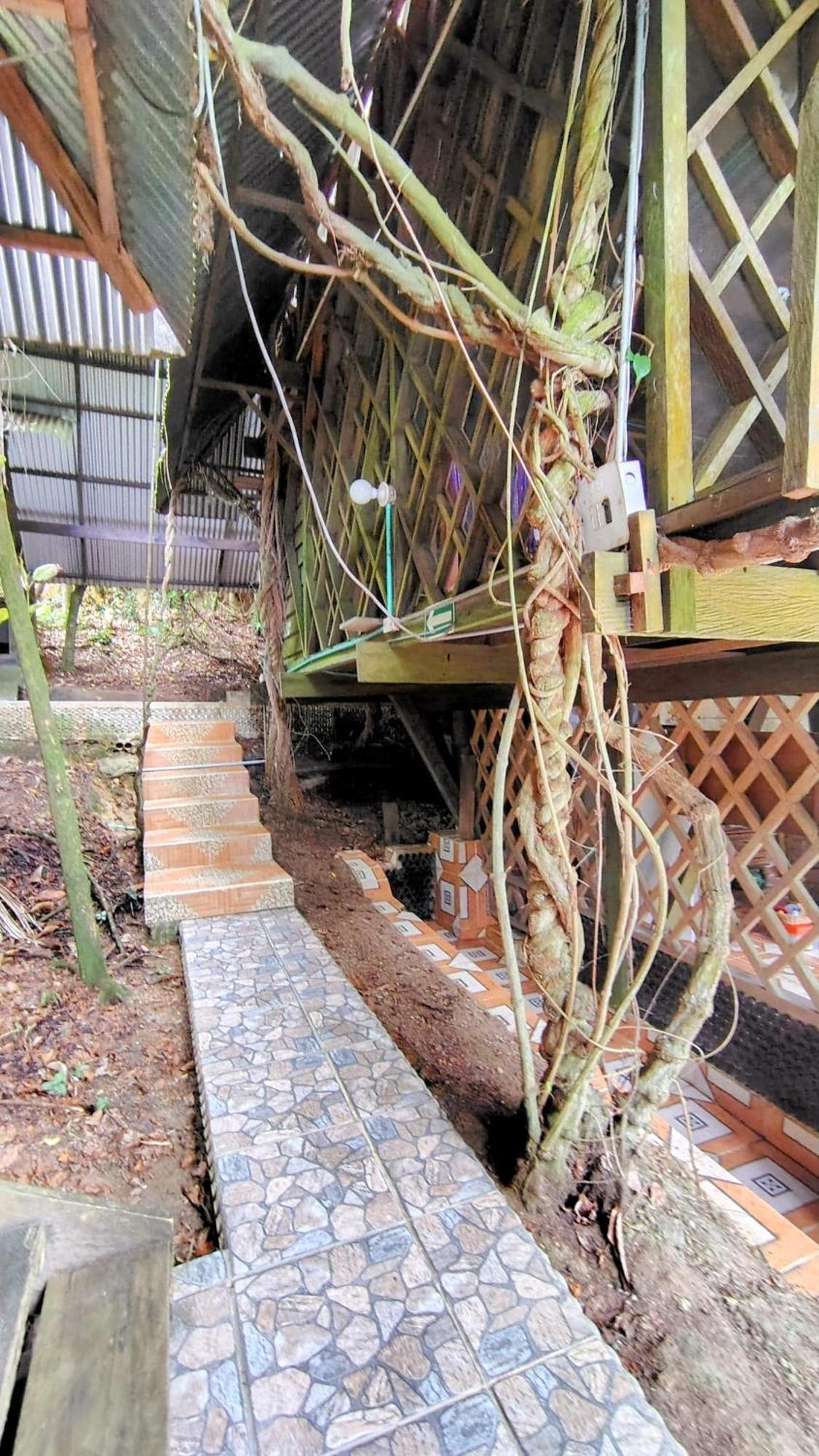 Paraiso Ayahuasca & Tours Hostal Puerto Nariño